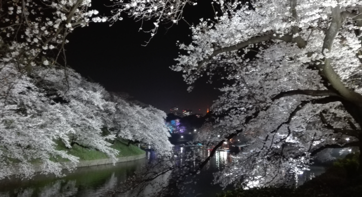 夜桜を見に千鳥ヶ淵へお散歩。 | Free Life Share